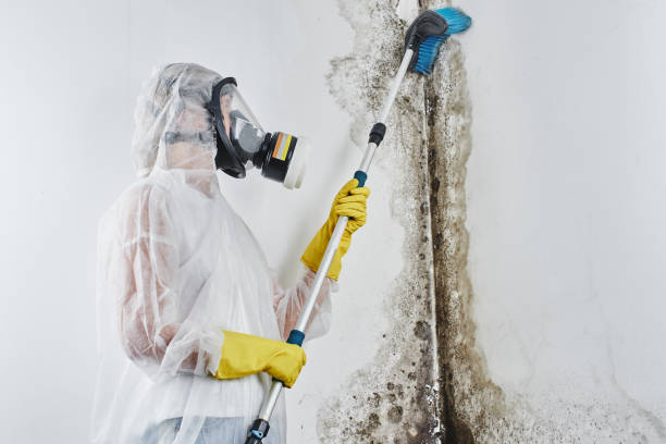 Health and Safety Mold Remediation